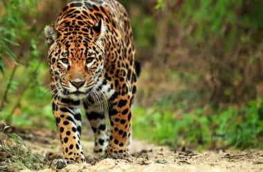 Brazil Roadkill | Banco de dados de fauna terrestre atropelada