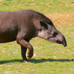 Tapirus terrestris. Grande mamífero ameaçado de extinção.