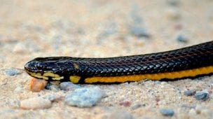 Cobra d'água- répteis