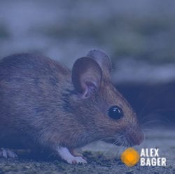 Estudos de efeitos barreira e marginais em pequenos mamíferos