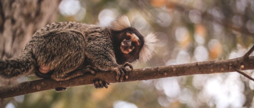 Sagui - Espécie de Macaco - Animais - InfoEscola