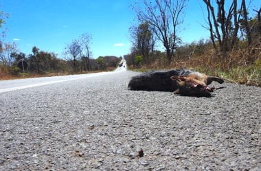 Modelagem de áreas críticas de atropelamento de cachorro-do-mato (Cerdocyon thous) no Brasil