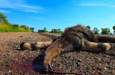 Conservação de tamanduá-bandeira no Brasil