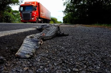 Efeitos de estradas em vertebrados terrestres na América Latina